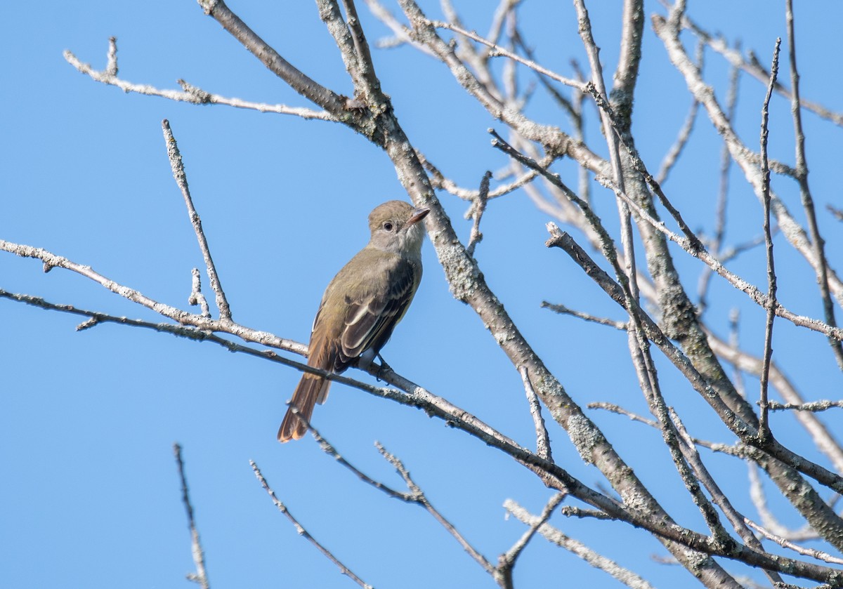 Great Crested Flycatcher - ML480908871