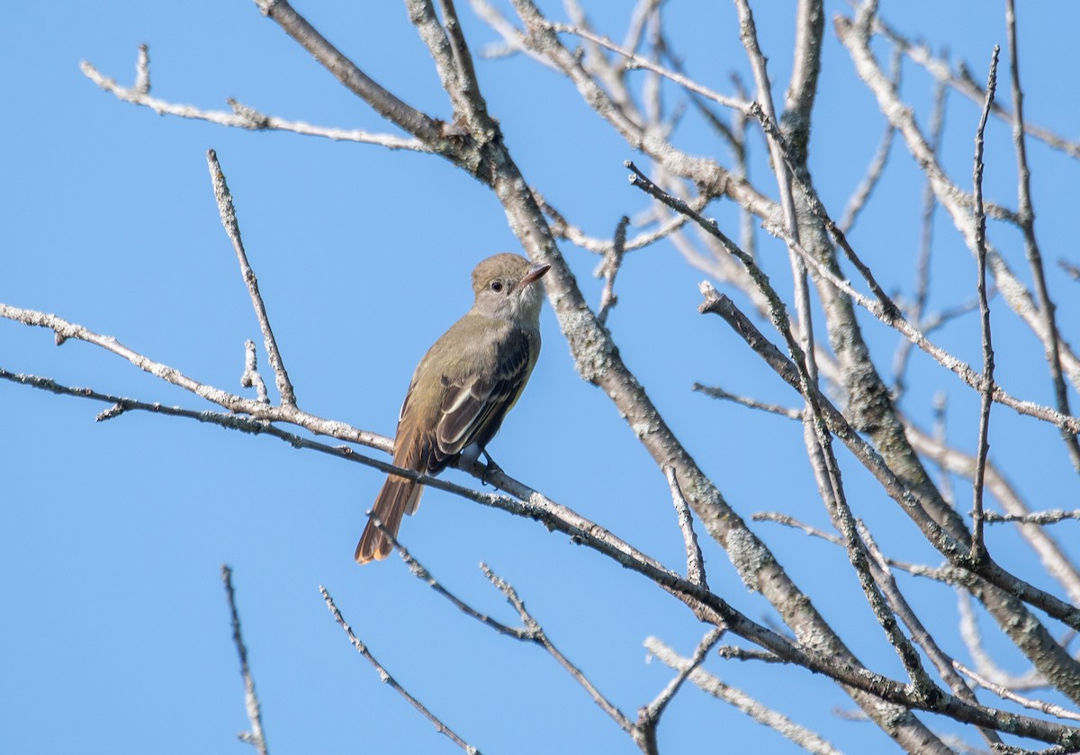 Great Crested Flycatcher - Marilyn White