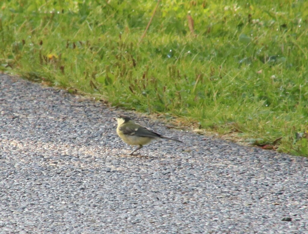 Mésange charbonnière - ML480908991