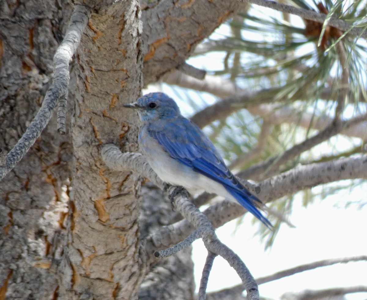 Mountain Bluebird - ML480909581