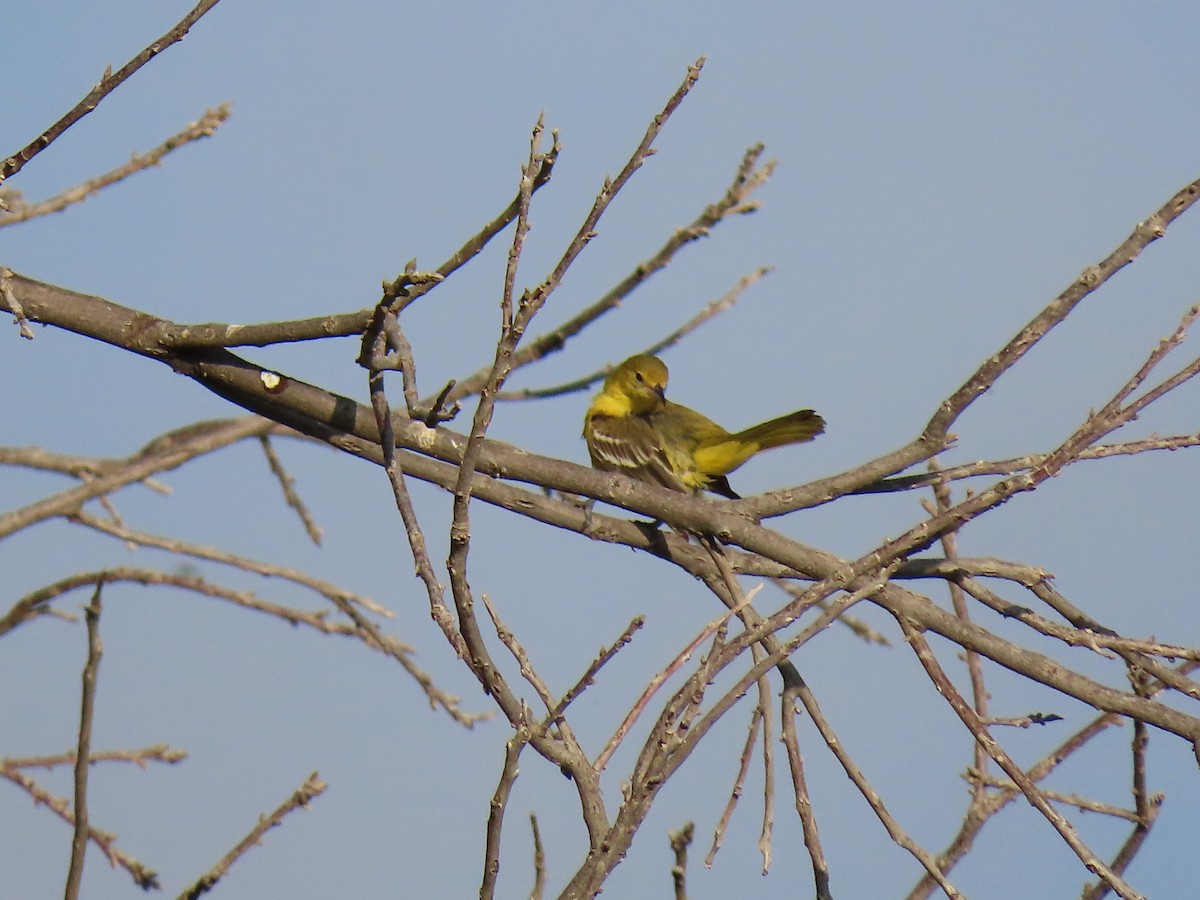 Orchard Oriole - ML480910381