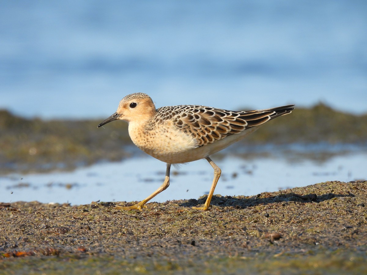 Buff-breasted Sandpiper - Markus Legzdins