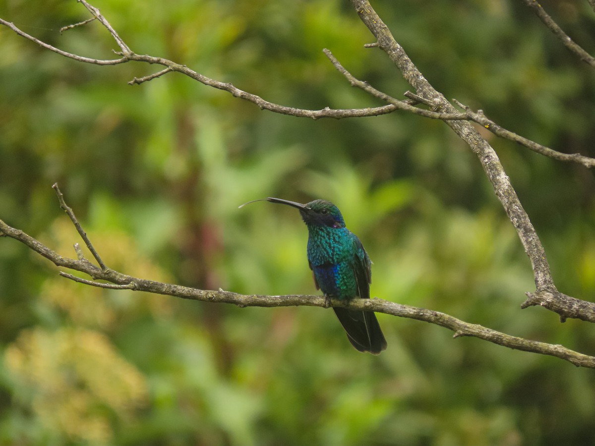 fiolørekolibri - ML480912691