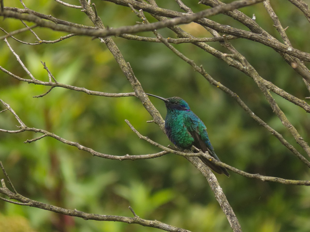 Colibrí Rutilante - ML480912711