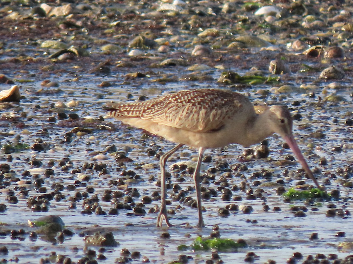 Marbled Godwit - ML480915361