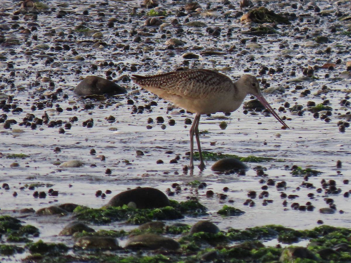 Marbled Godwit - ML480915391