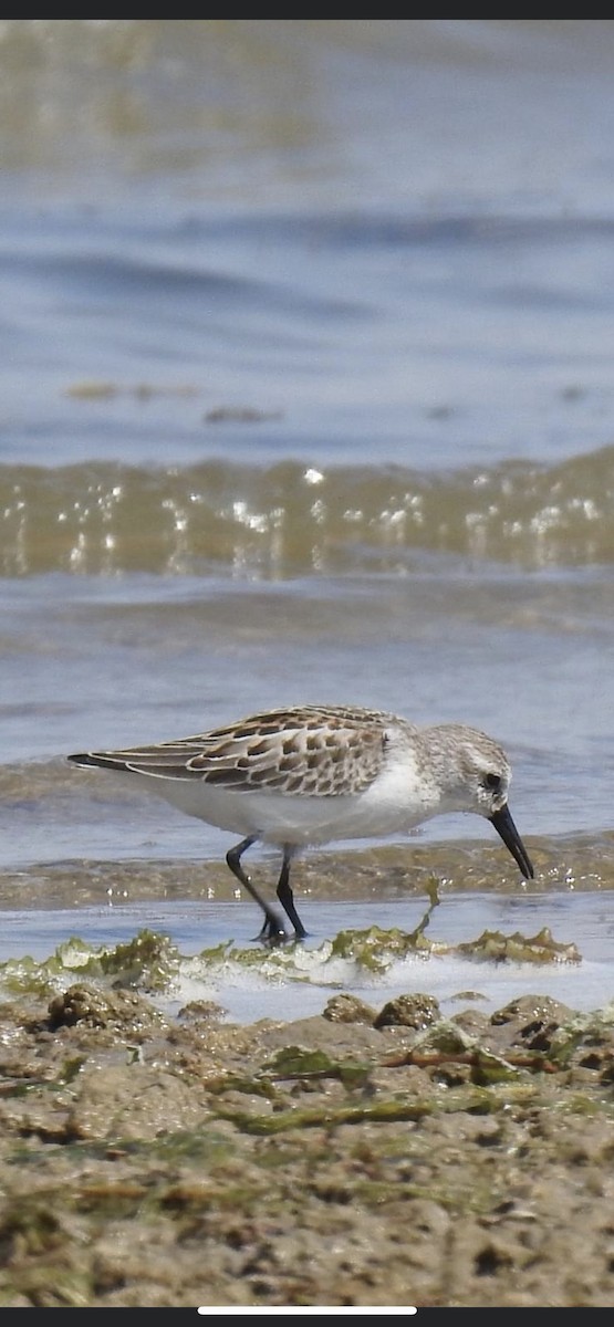 Western Sandpiper - ML480915931