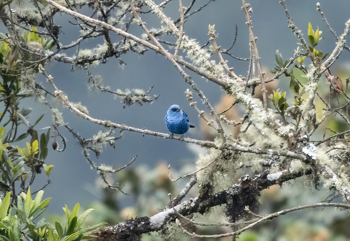 Blue-and-black Tanager - ML480916331