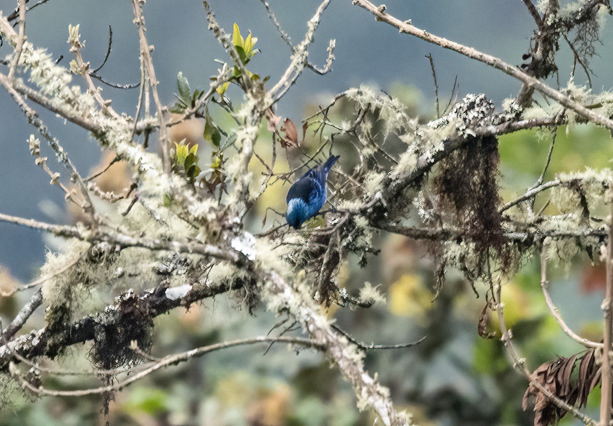 Blue-and-black Tanager - ML480916341