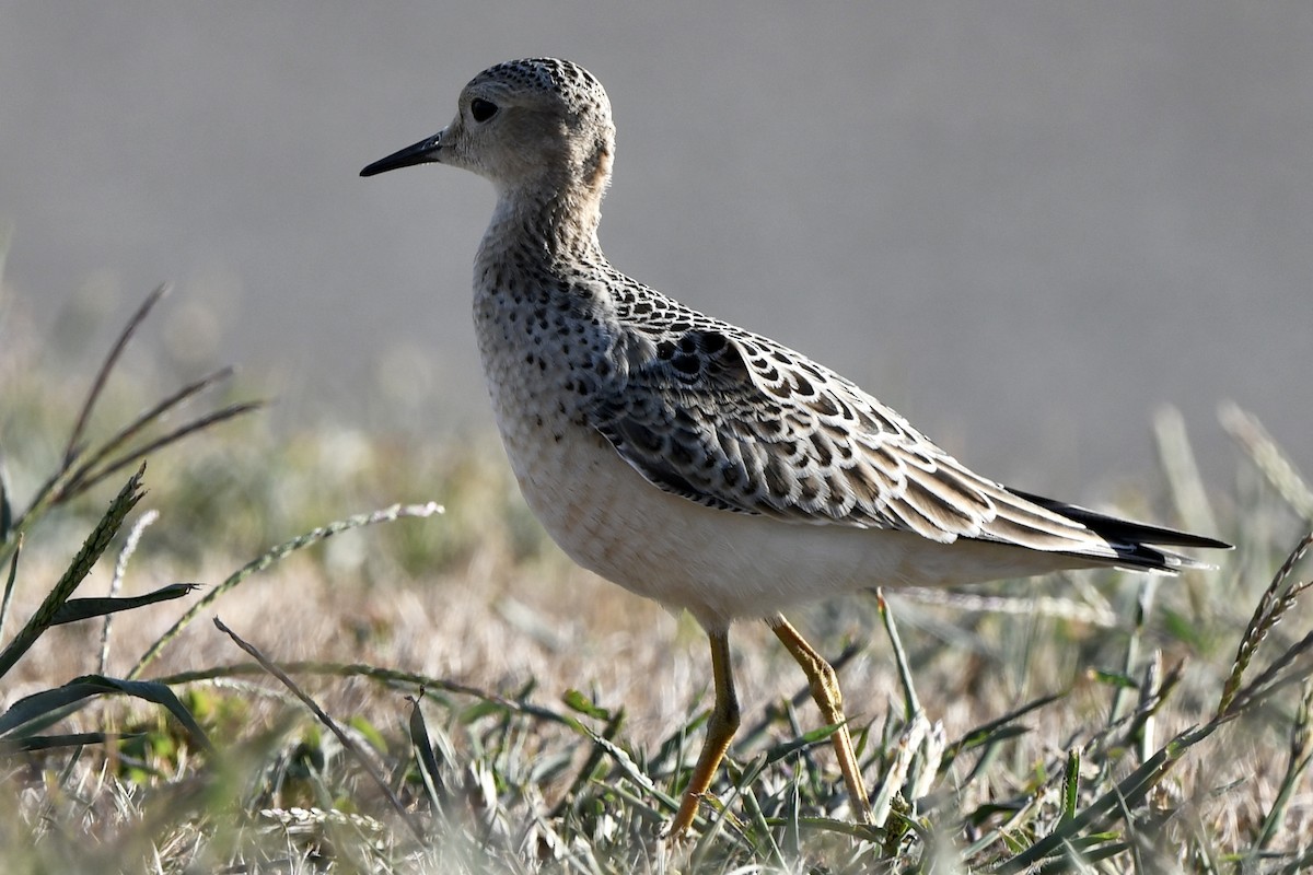 Buff-breasted Sandpiper - ML480917191