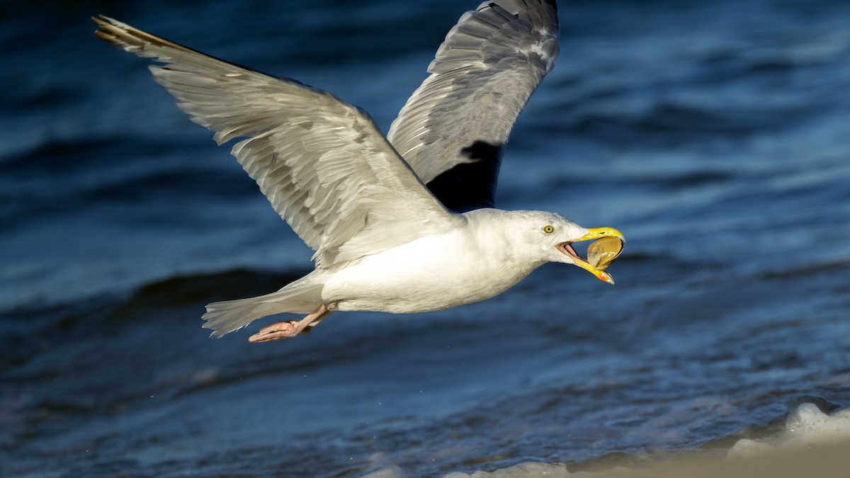 Herring Gull - ML480917321