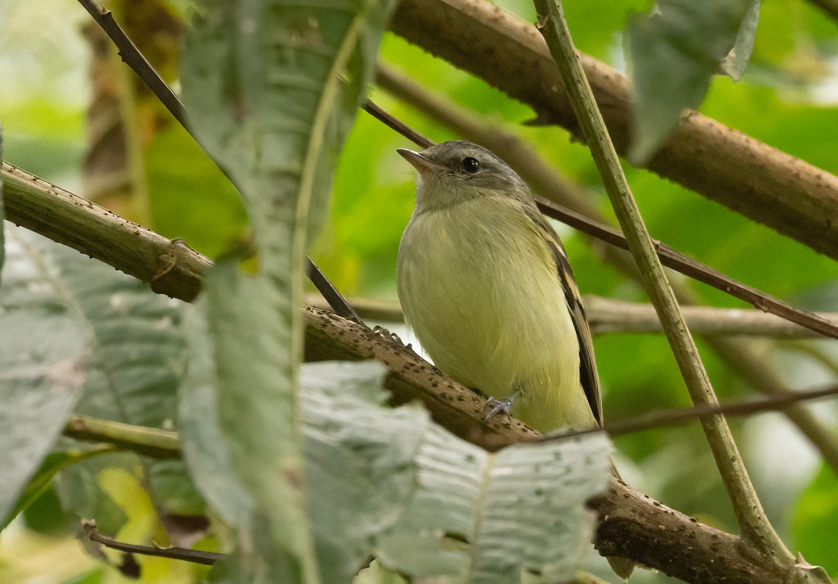 Buff-banded Tyrannulet - ML480917351