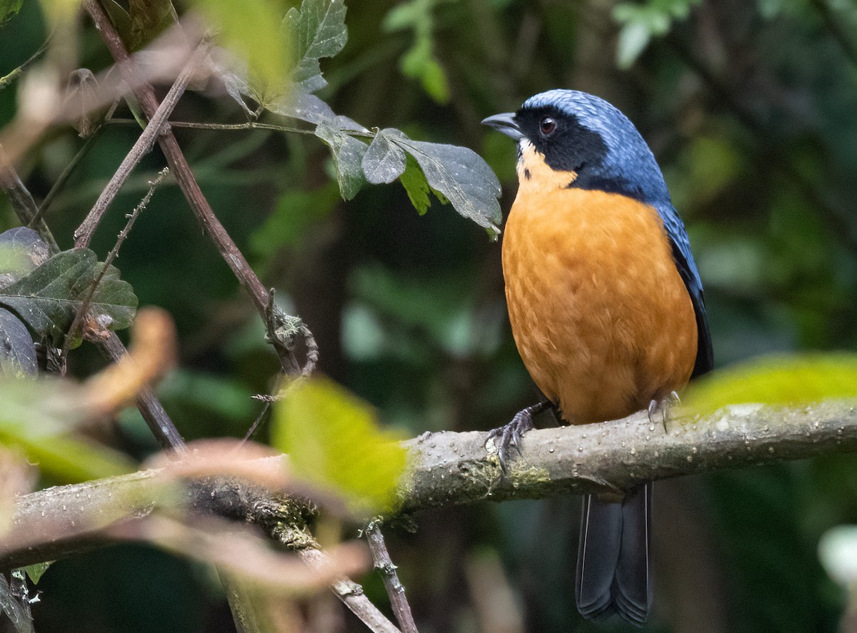 Chestnut-bellied Mountain Tanager - ML480918871