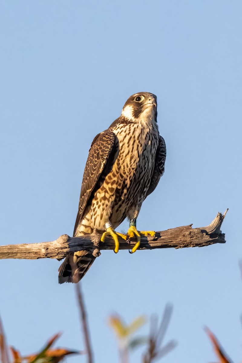 Peregrine Falcon - ML480919211