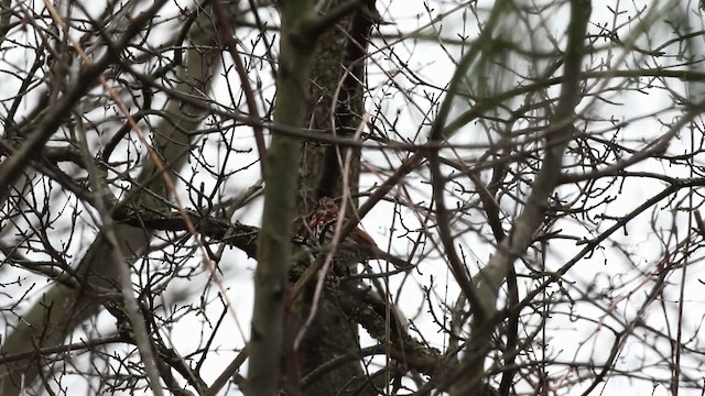 Fox Sparrow (Red) - ML480920