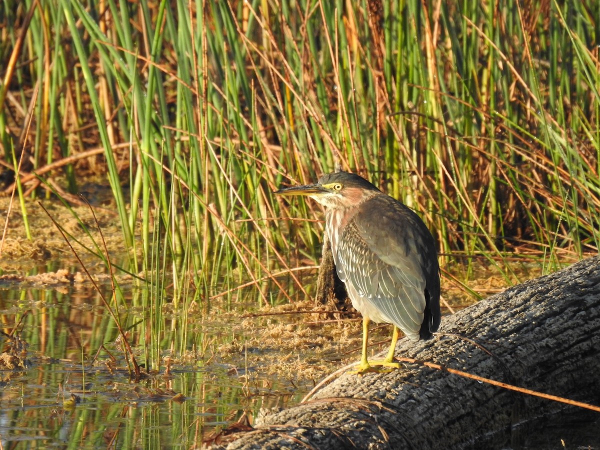 Green Heron - ML480920021