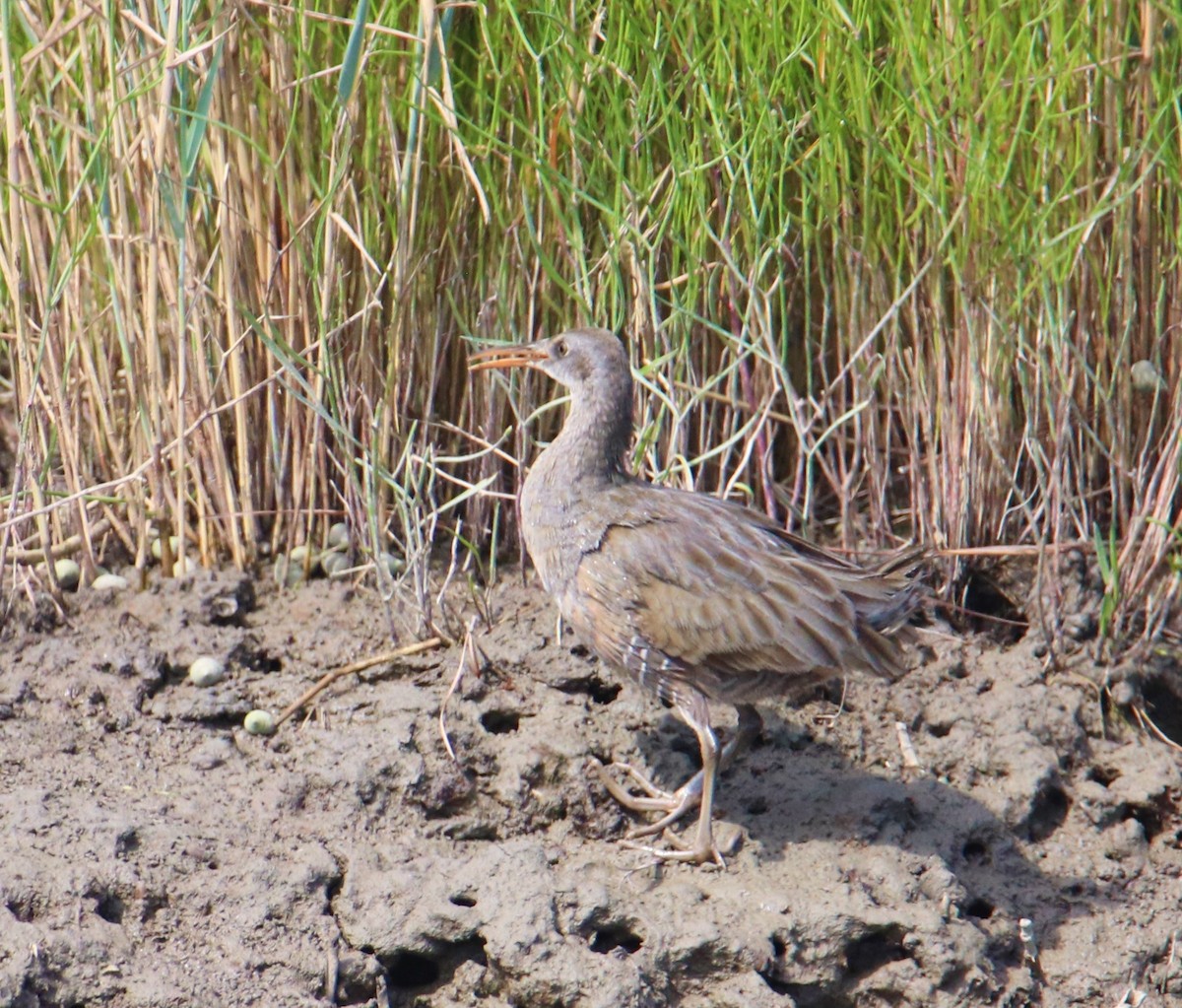 Clapper Rail - ML480920081