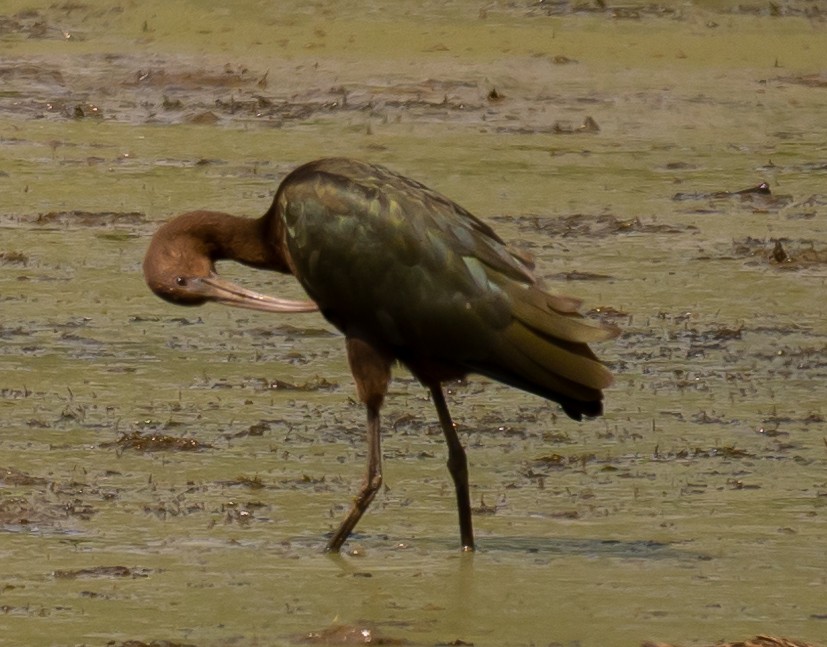 ibis hnědý/americký - ML480921021