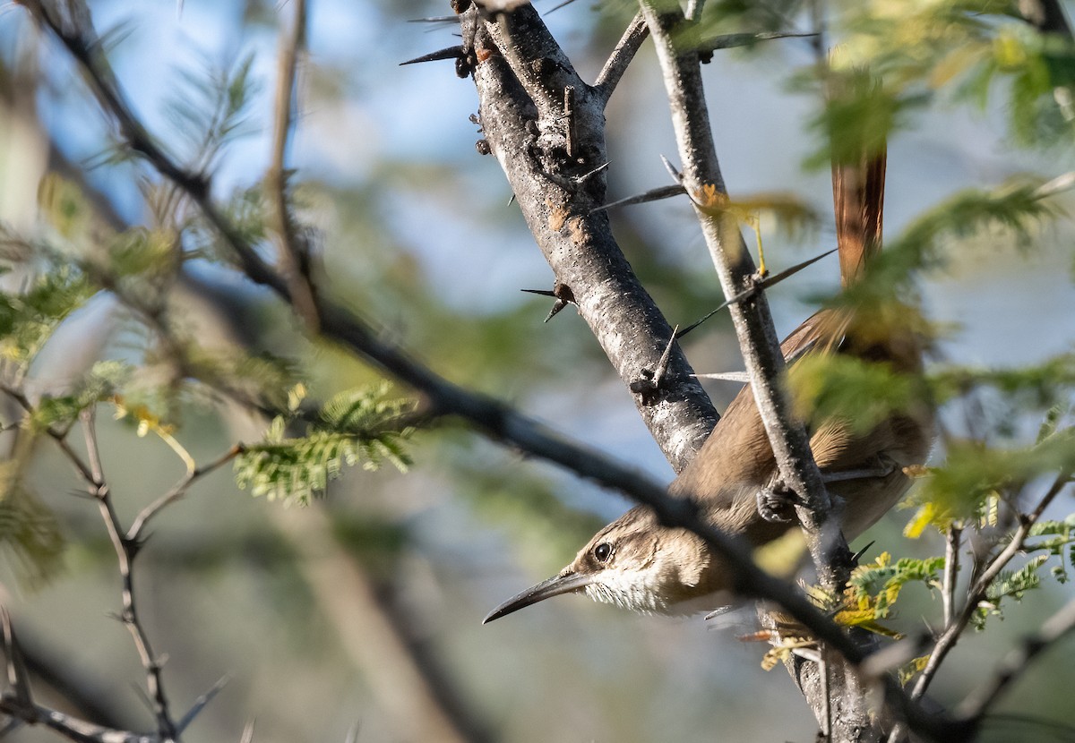 Bolivian Earthcreeper - ML480921131