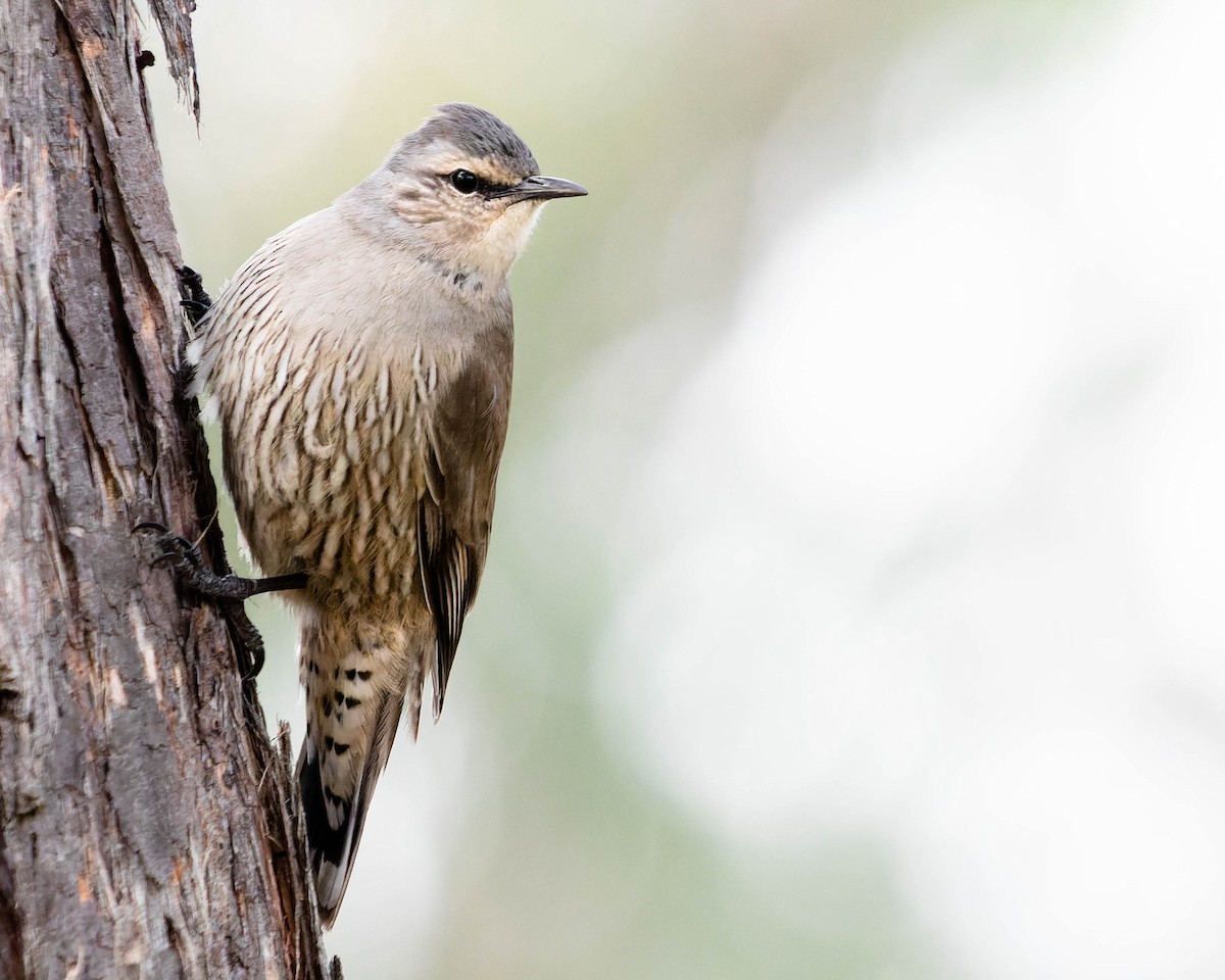 Brown Treecreeper - Zebedee Muller