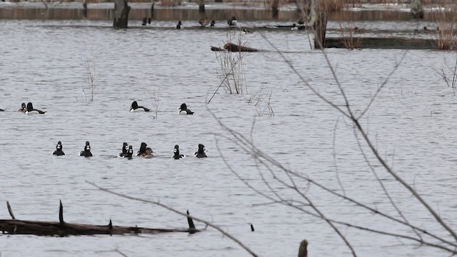 Ring-necked Duck - ML480922