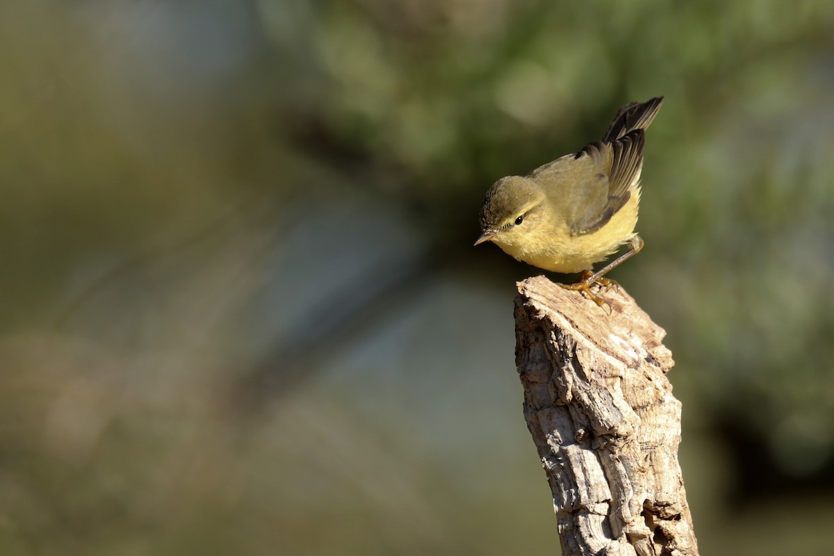 Willow Warbler - Francisco Barroqueiro