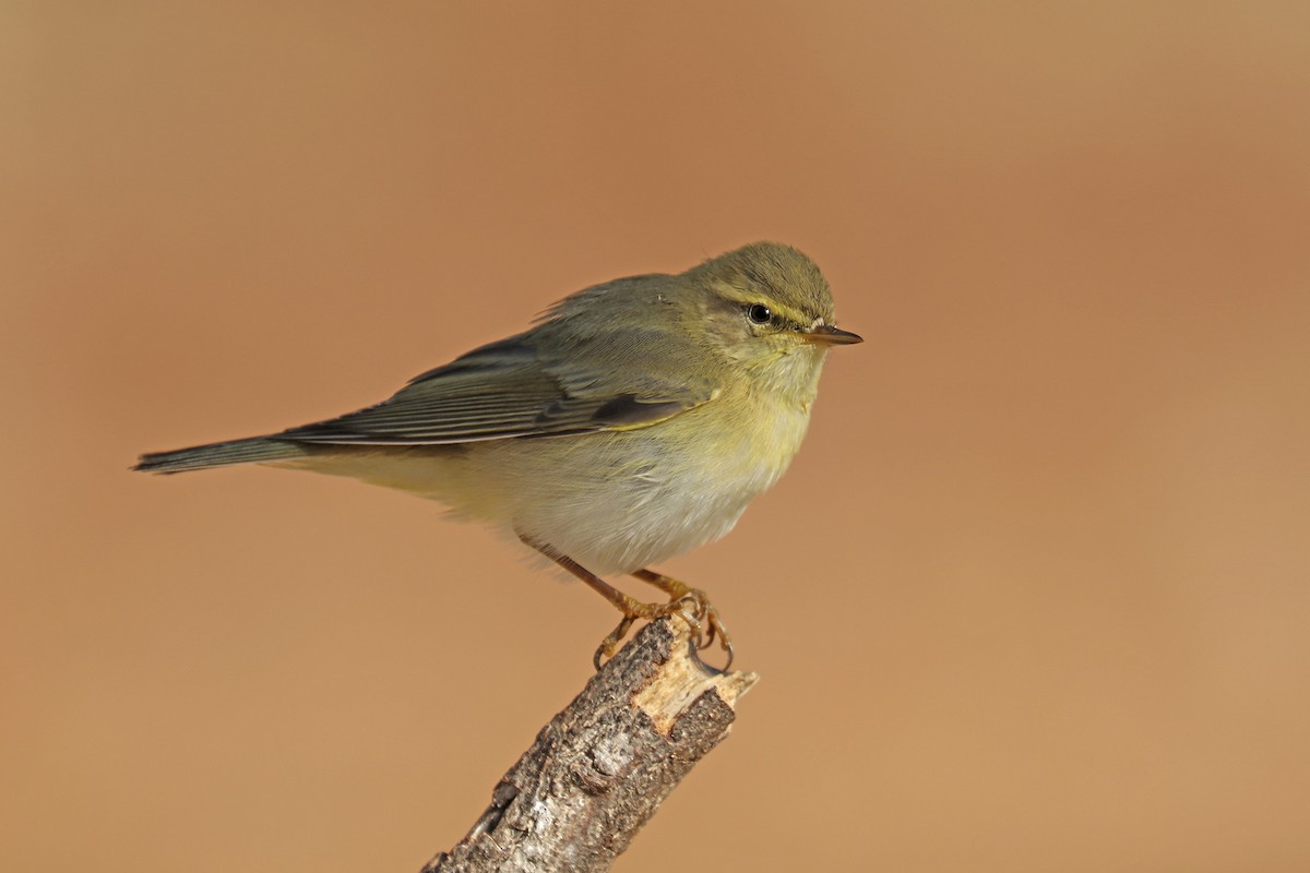 Willow Warbler - Francisco Barroqueiro