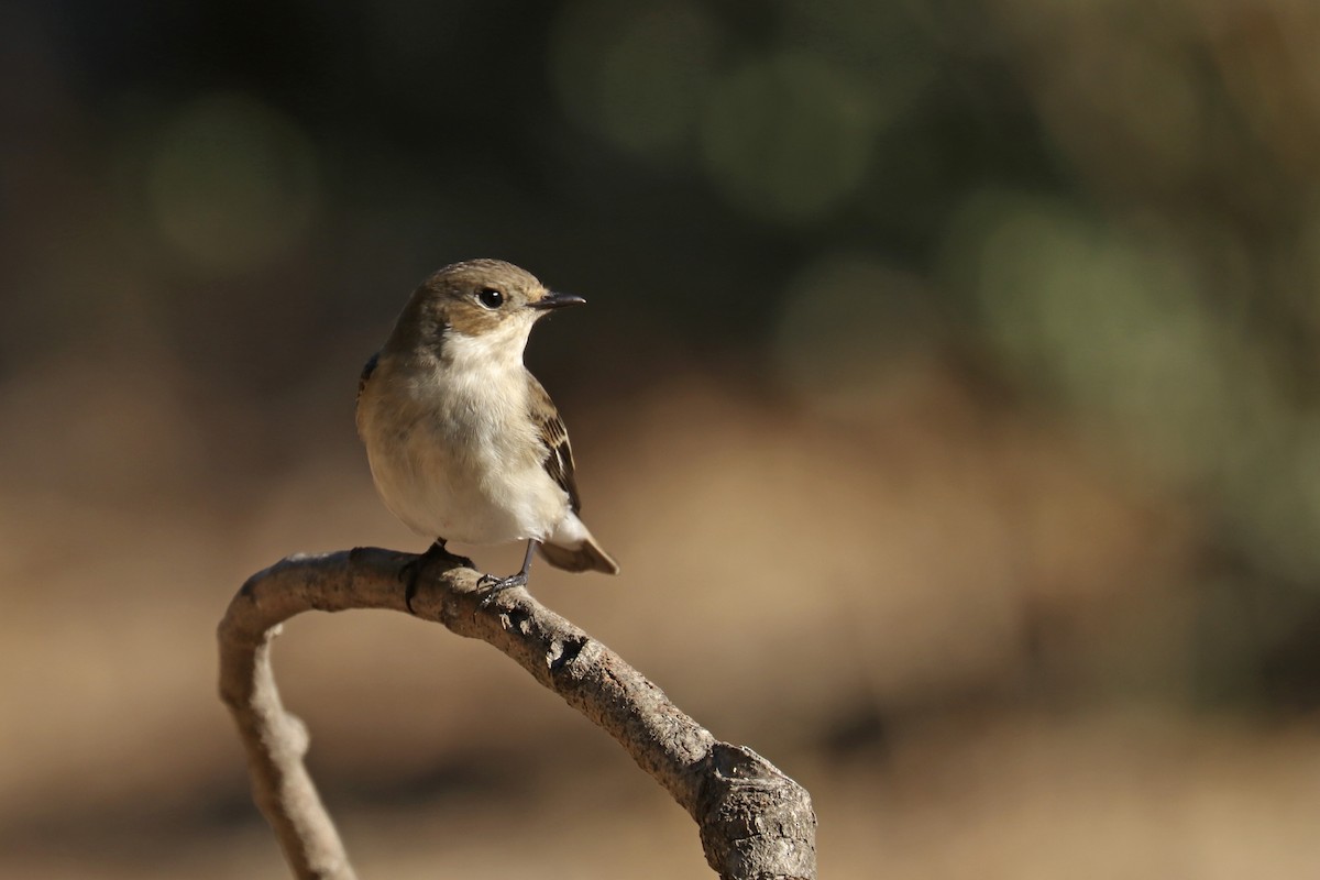 European Pied Flycatcher - ML480922241