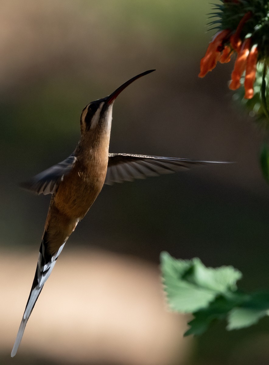 Zimtrot-Schattenkolibri - ML480922521