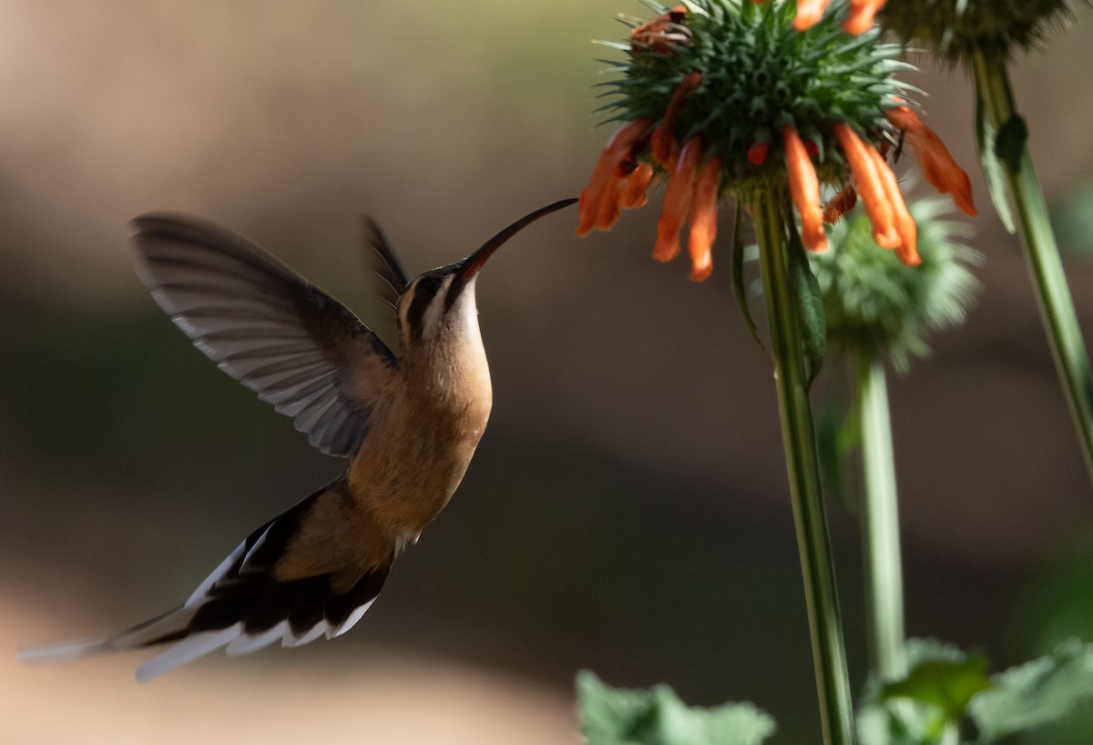 Planalto Hermit - ML480922531