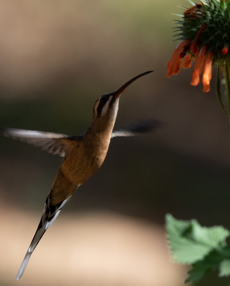 Zimtrot-Schattenkolibri - ML480922541