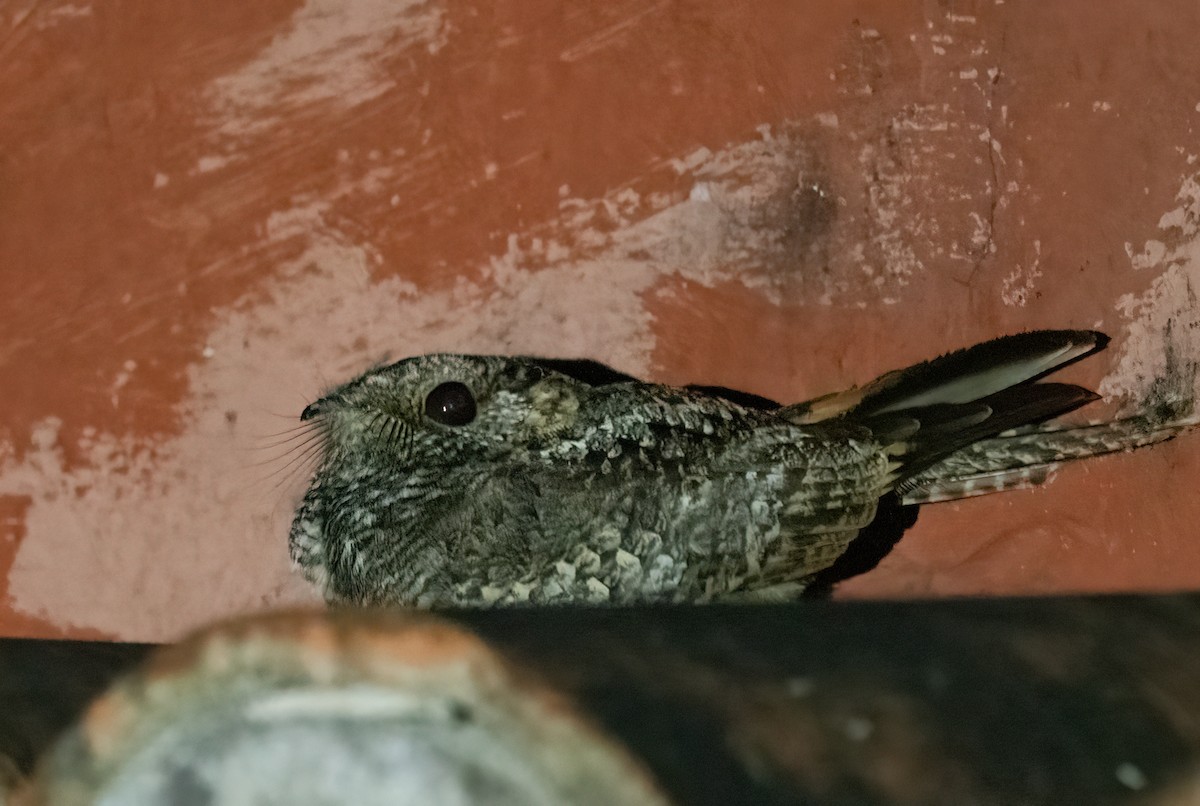 Little Nightjar - John Sterling