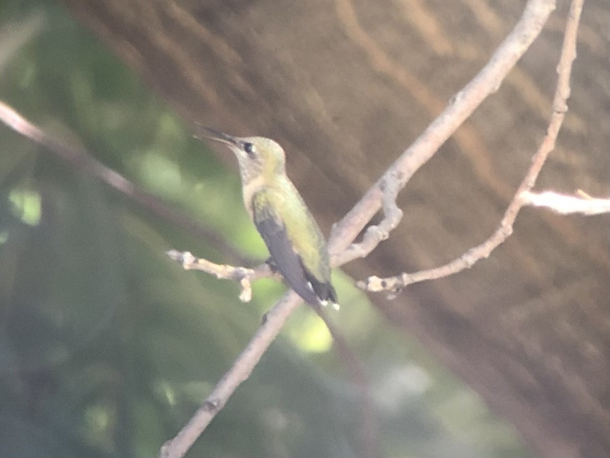 Calliope Hummingbird - ML480923231