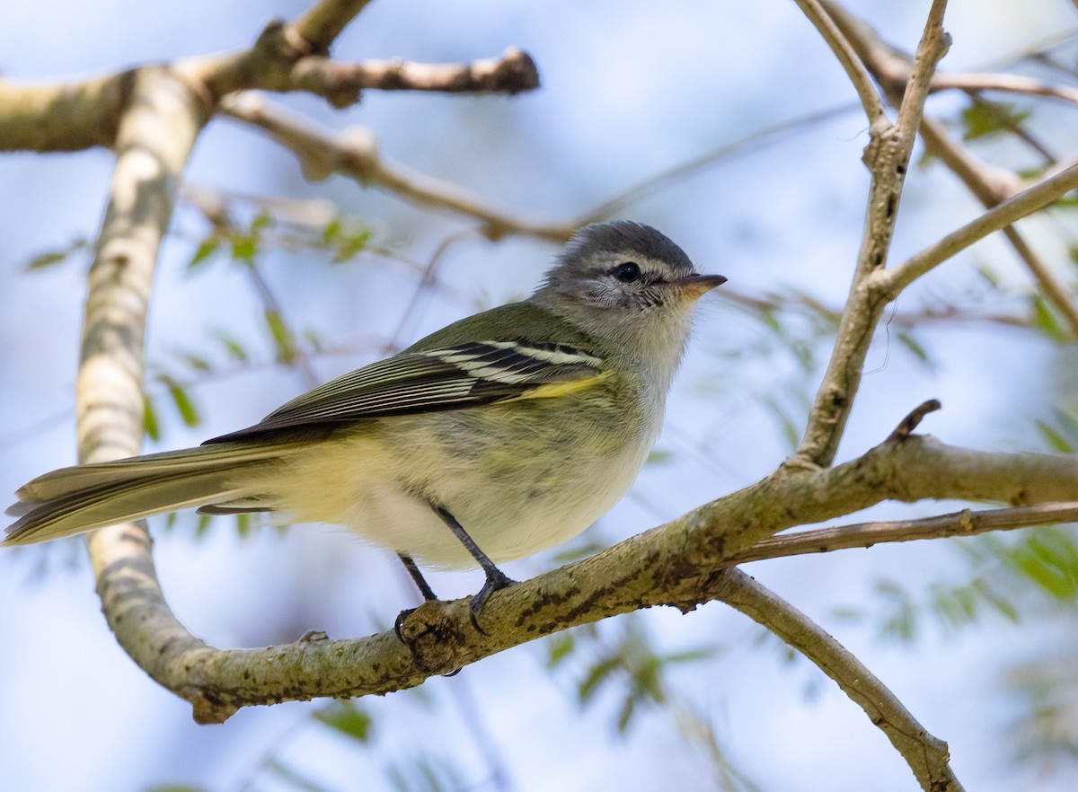 Sclater's Tyrannulet - John Sterling