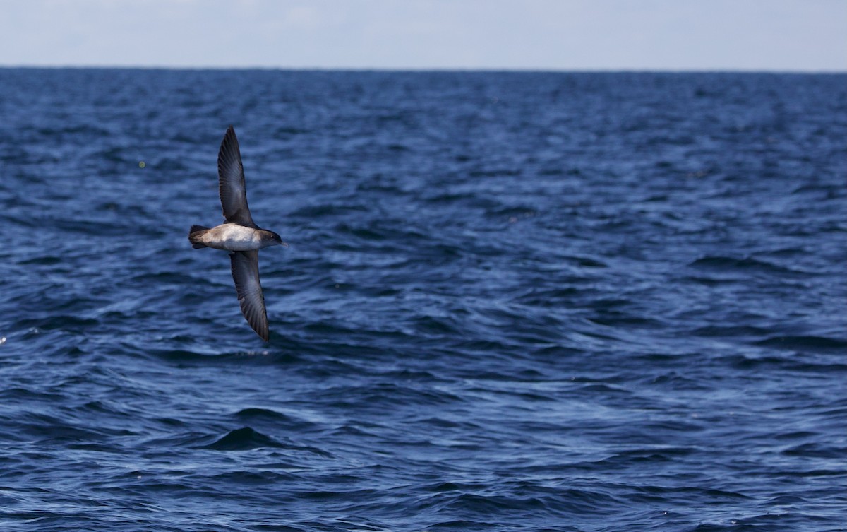 Balearic Shearwater - ML480925781