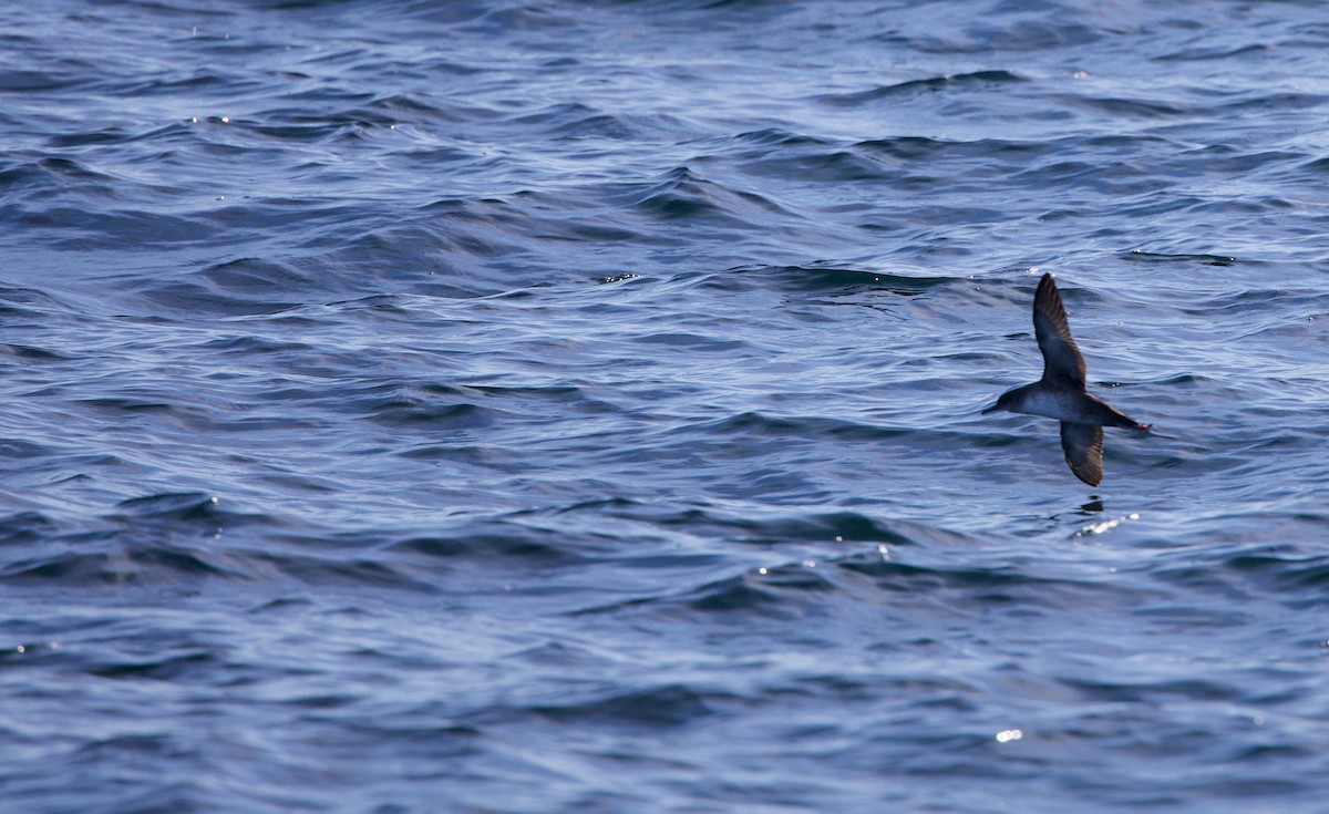 Balearic Shearwater - ML480925791