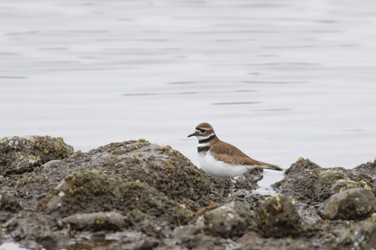 Killdeer - ML48092801