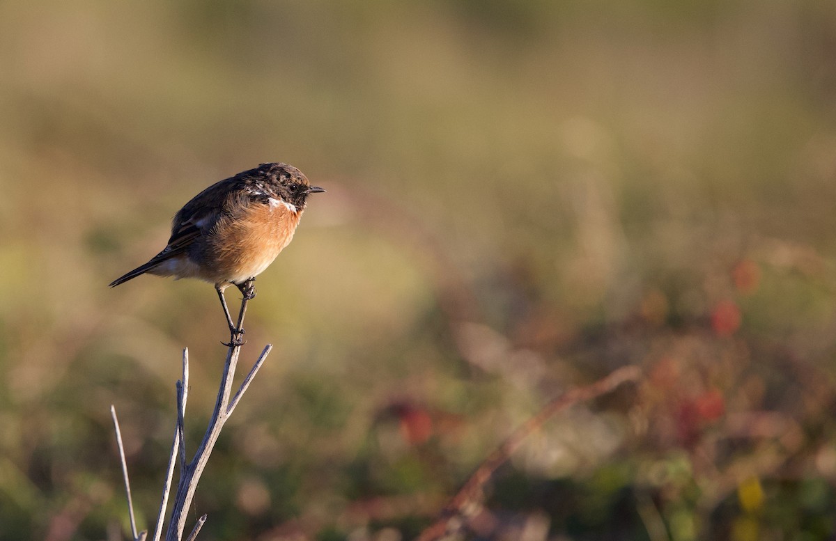 European Stonechat - ML480928461