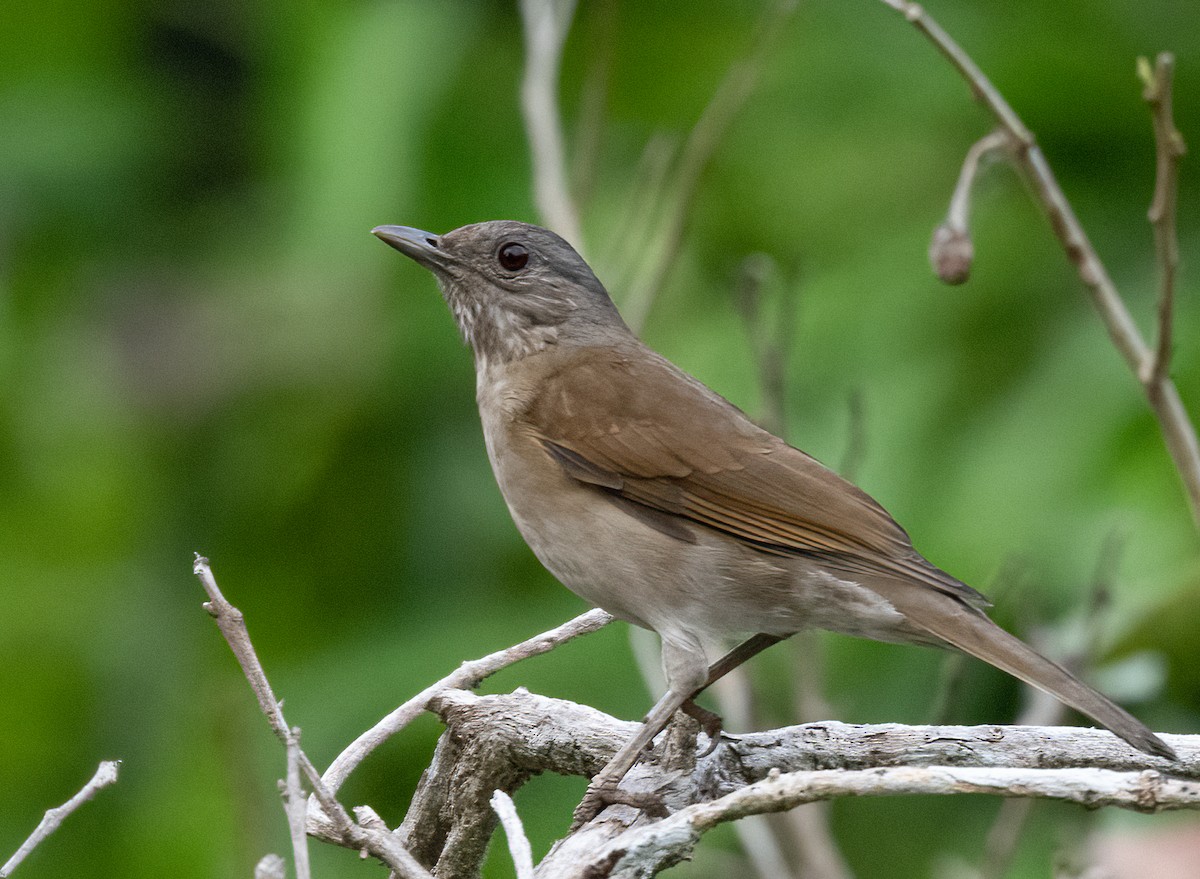 Pale-breasted Thrush - ML480928931