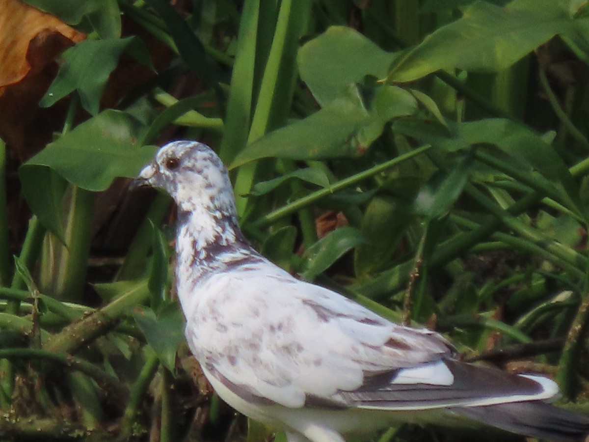 Rock Pigeon (Feral Pigeon) - ML480929581