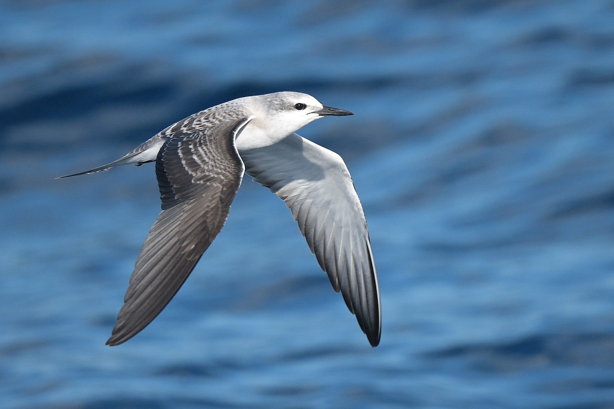 Bridled Tern - Kate Sutherland