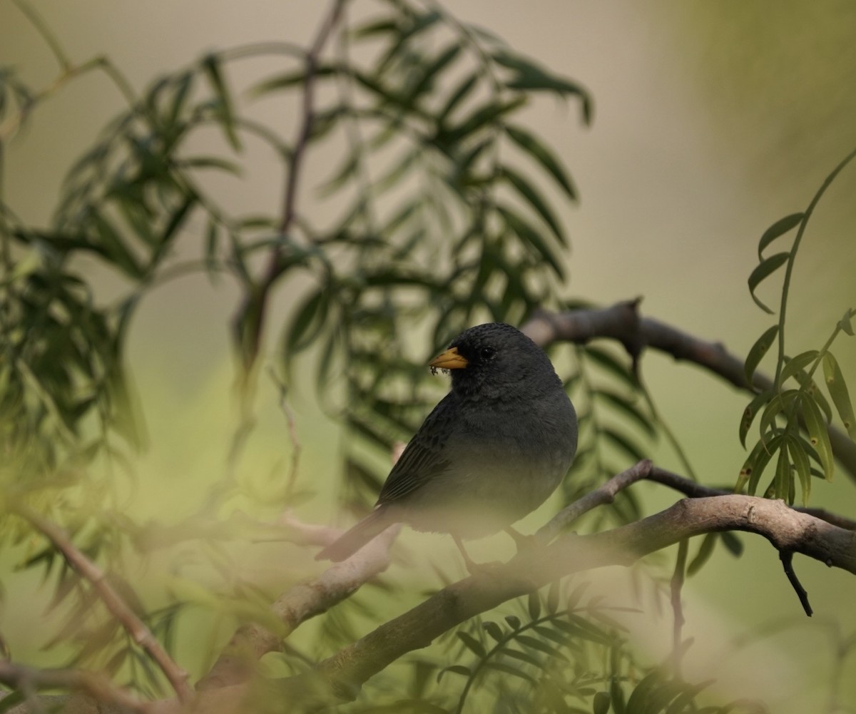 Band-tailed Sierra Finch - ML480931541