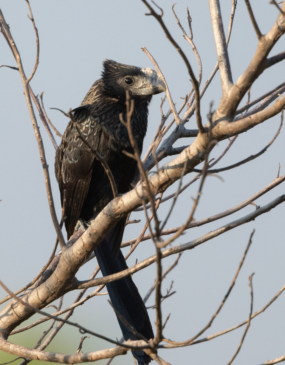 Smooth-billed Ani - ML480931901