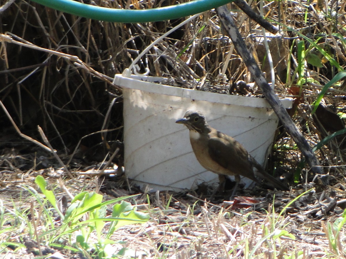 White-throated Thrush - ML480932081