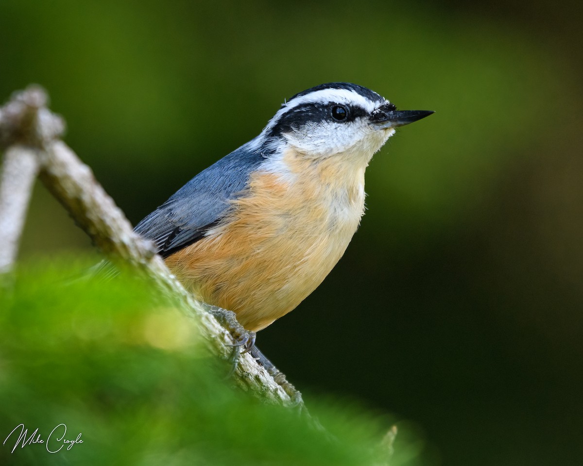 Red-breasted Nuthatch - ML480932921
