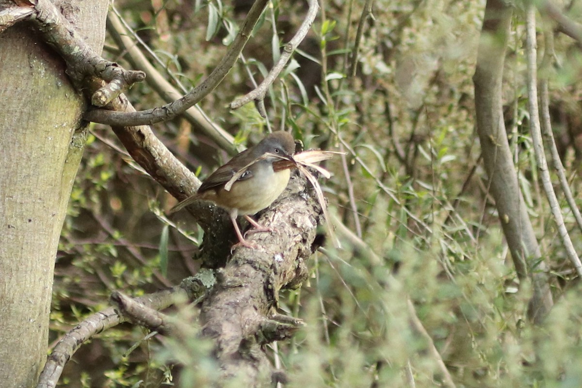 White-browed Scrubwren - ML480933471