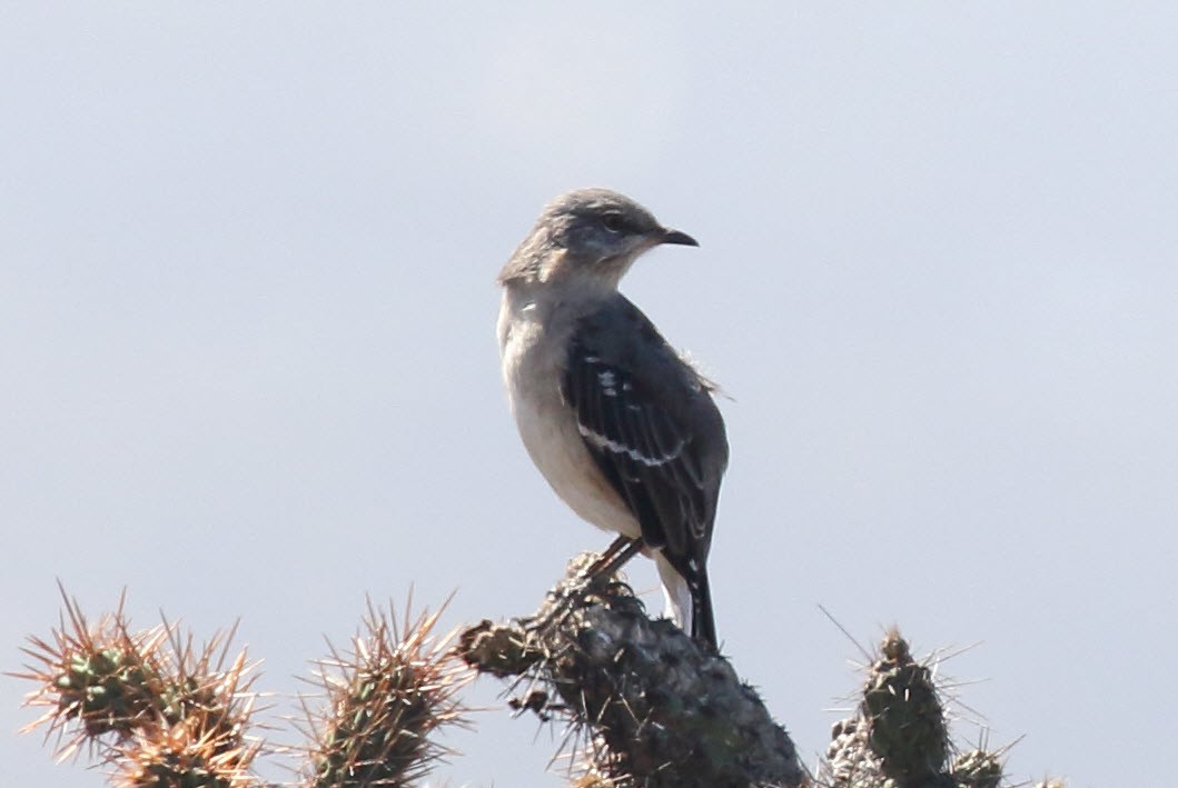 Northern Mockingbird - ML480934071