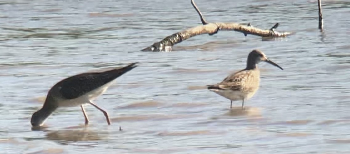 Stilt Sandpiper - ML480935621