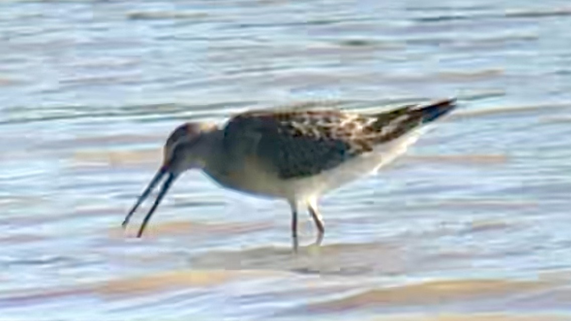 Stilt Sandpiper - ML480935631