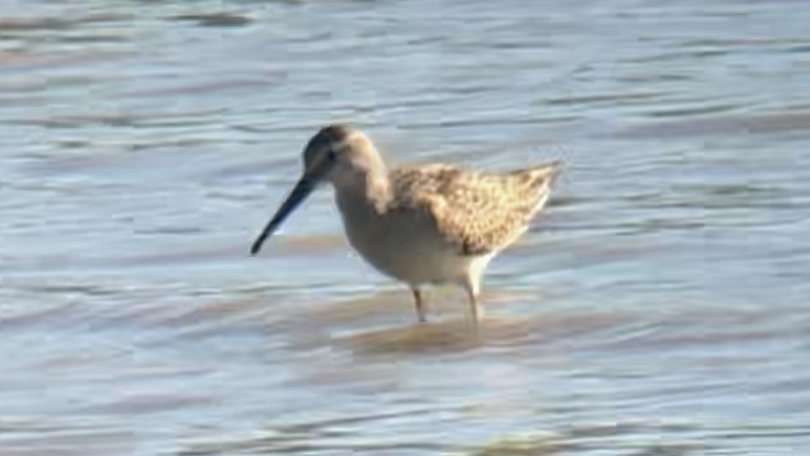Stilt Sandpiper - ML480935641